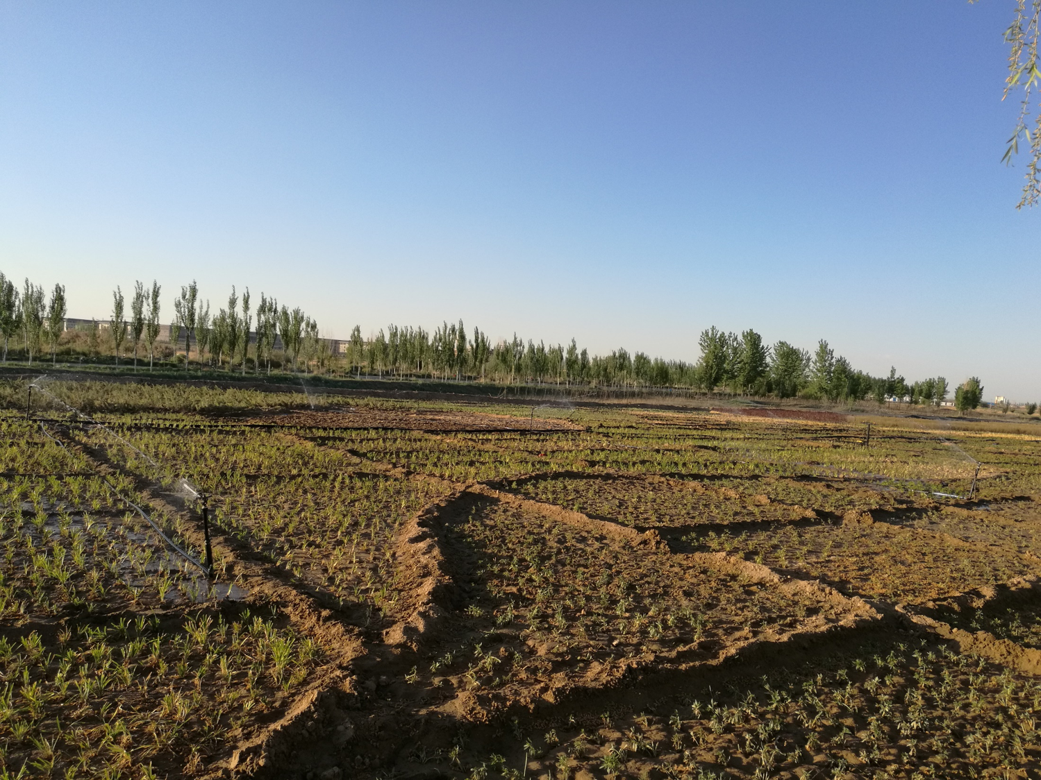 內(nèi)蒙古巴彥淖爾黃公路兩側(cè)綠化工程