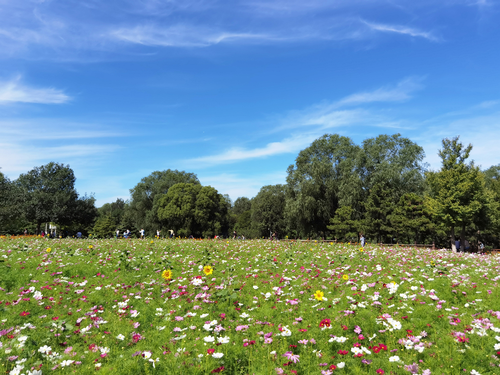 北京奧林匹克森林公園綠化養(yǎng)護(hù)項目